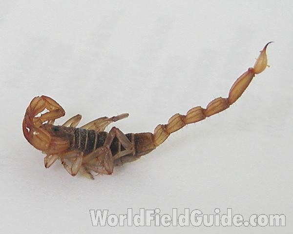 Side View<br>(Location of Picture: Columbia, Washington, USA)