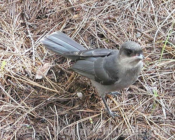 Habitat - On Ground<br>(Location of Picture: Conconully, Washington, USA)