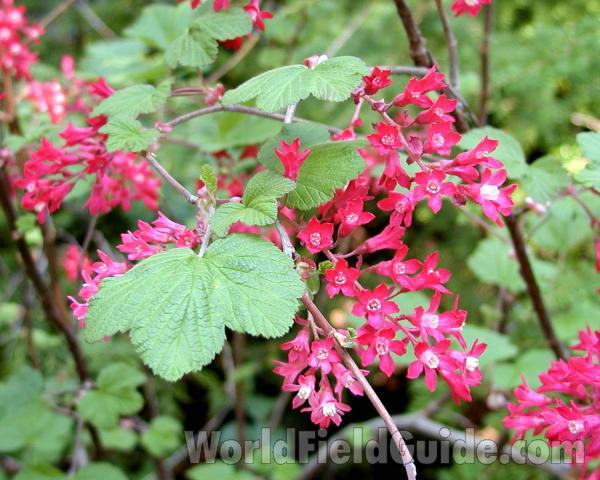 Flowers and Leaf<br>(Location of Picture: Cascade Mountains, Washingotn, USA)