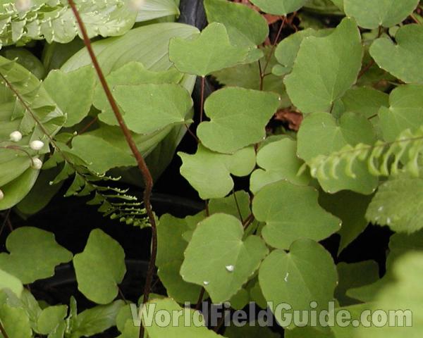 Leaves<br>(Location of Picture: Seattle Garden, Washington, USA)
