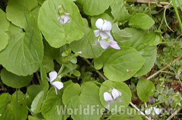 Habitat<br>(Location of Picture: Cascade Mountains, Washington, USA)