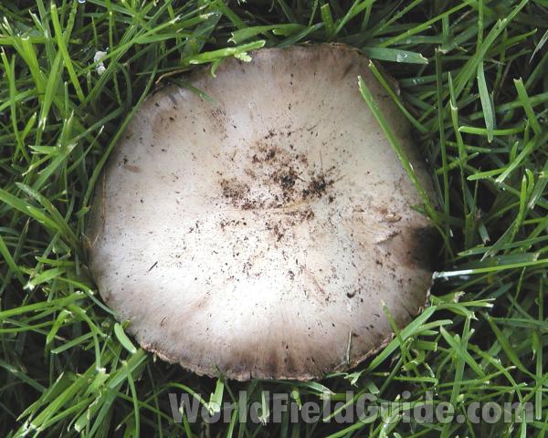 Top View<br>(Location of Picture: Okanogan, Wa, USA, 2004)