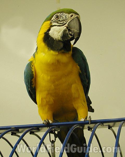Front View<br>(Location of Picture: Seattle Pet Store, USA, 2004)