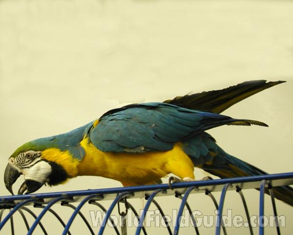 Side View<br>(Location of Picture: Seattle Pet Store, USA, 2004)