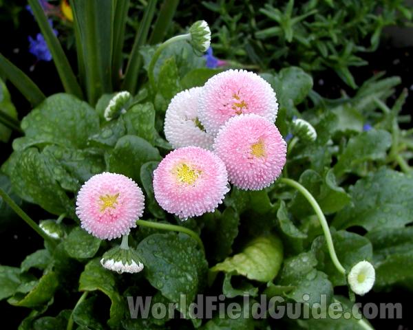 Flowers<br>(Location of Picture: Seattle, Washington, USA)