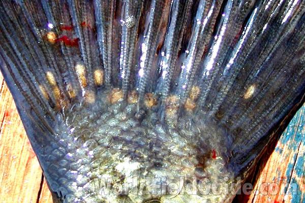 On Bass Tail<br>(Location of Picture: Rebecca Lake, Washington, USA)