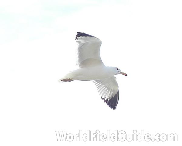 Flying<br>(Location of Picture: Okanogan, Washington, USA)