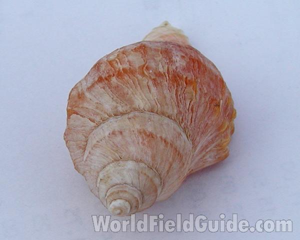 End View Of Shell<br>(Location of Picture: Seattle Museum, Washington, USA)