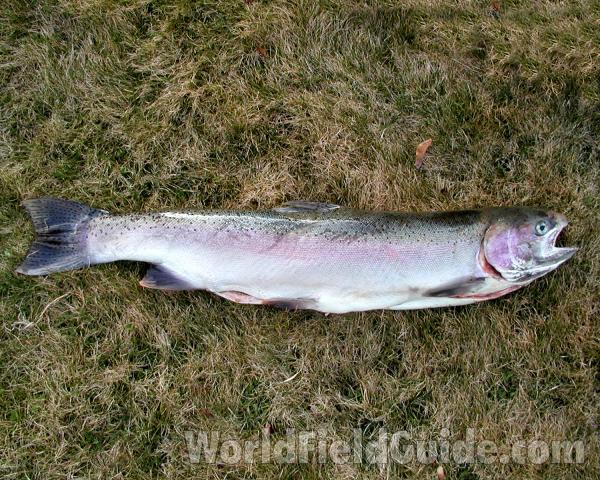 Fresh Catch<br>(Location of Picture: Okanogan, Washington, USA, 2004)