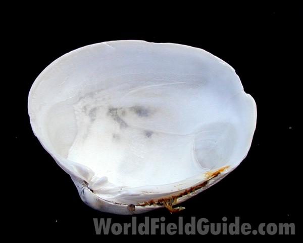 Ventral<br>(Origin of the Specimen: Washington, USA)
