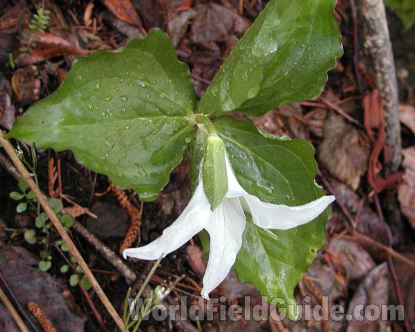 Flower - Side View<br>(Location of Picture: Seattle Washington, USA, 2004)