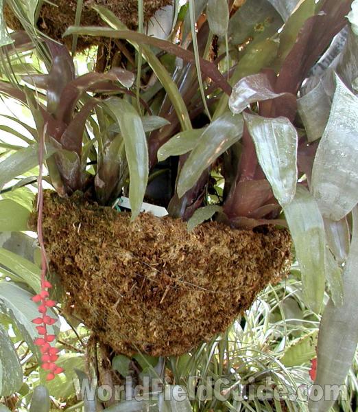 Hanging Plant<br>(Location of Picture: Manito Garden, Washington, USA)