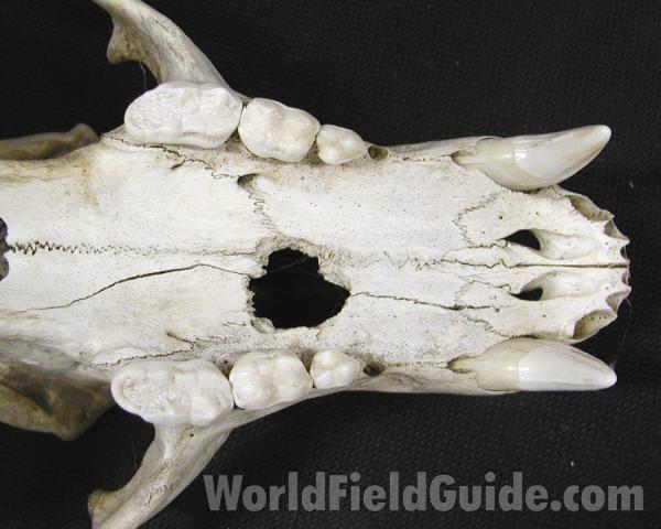 Bottom View<br>(Location of Picture: Washington, USA)
