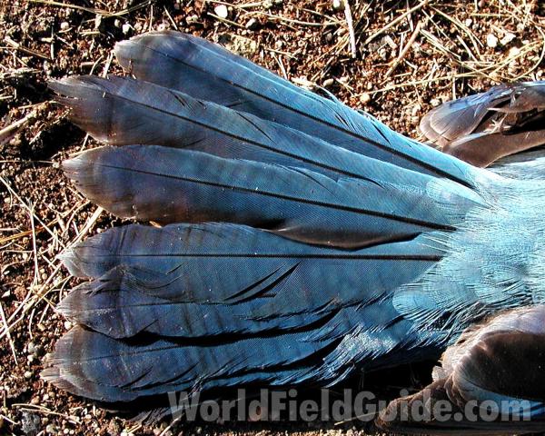 Tail<br>(Location of Picture: Okanogan, Washington, USA)