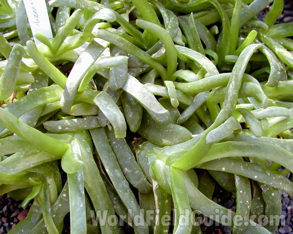 Leaves<br>(Location of Picture: Manito Garden, Washington, USA, '04)