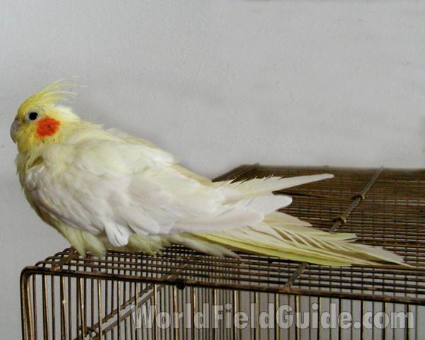 On Cage<br>(Location of Picture: Pet From Okanogan, Washington, USA)