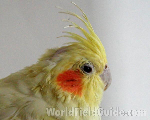 Head<br>(Location of Picture: Pet From Okanogan, Washington, USA)