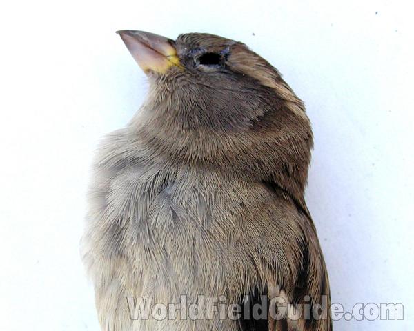 Female - Close View<br>(Location of Picture: Okanogan, Washington, USA)