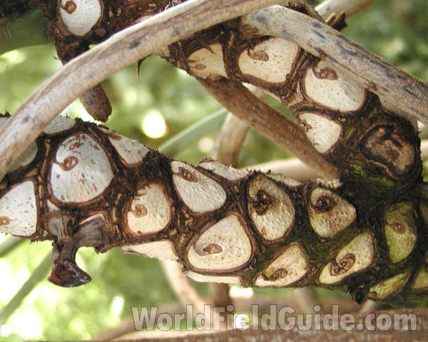 Stem<br>(Location of Picture: Manito Garden, Washington, USA)