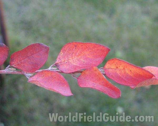 Leaves in  Fall<br>(Location of Picture: Okanogan, Washington, USA)