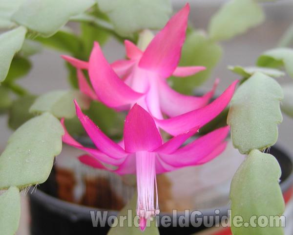 Pink Flower<br>(Location of Picture: Home In Okanogan, Washington, USA)