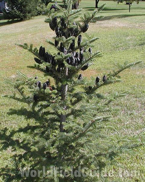 Silhouette - Young Tree<br>(Location of Picture: Garden In Washington, USA)