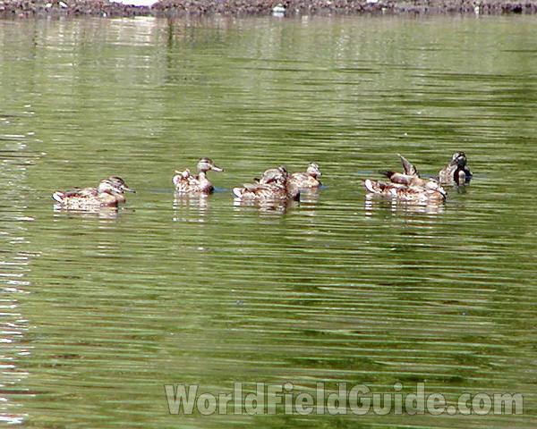Family On Water<br>(Location of Picture: Chopaka, Washington, USA)