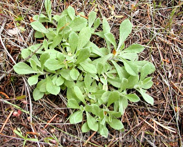 Rosette<br>(Location of Picture: Conconully, Washington, USA)