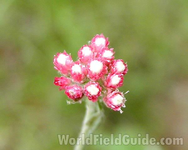 Flower Top View<br>(Location of Picture: Conconully, Washington, USA)