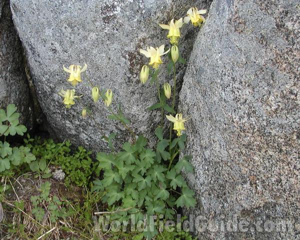 Habitat<br>(Location of Picture: Tiffany, Washington, USA)
