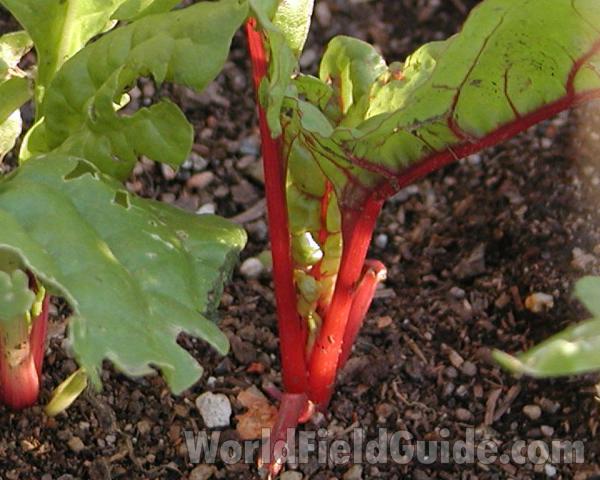 Stem and Leaf Base<br>(Location of Picture: Garden, Neville, Washington, USA)