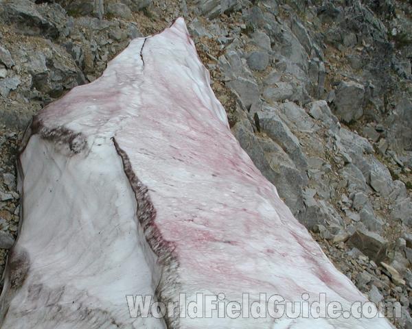 Close View<br>(Location of Picture: Tiffany, Washington, USA)