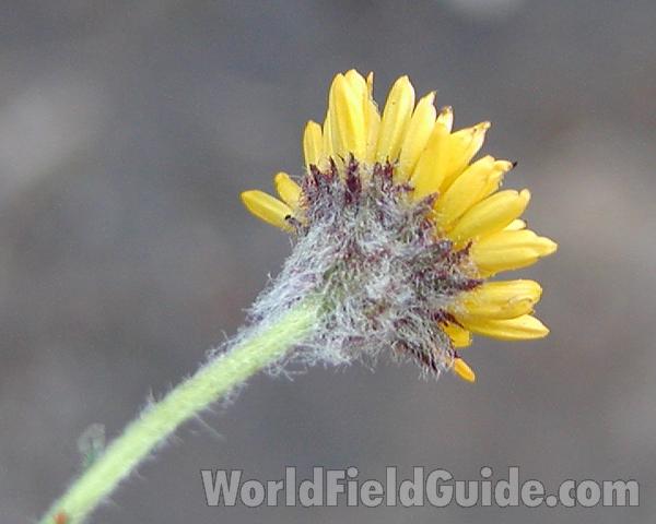 Flower - Rear View<br>(Location of Picture: Tiffany, Washington, USA)