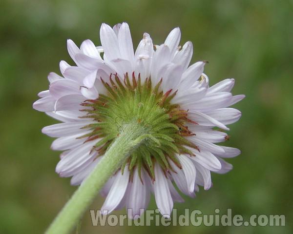 Flower - Back View<br>(Location of Picture: Tiffany, Washington, USA)