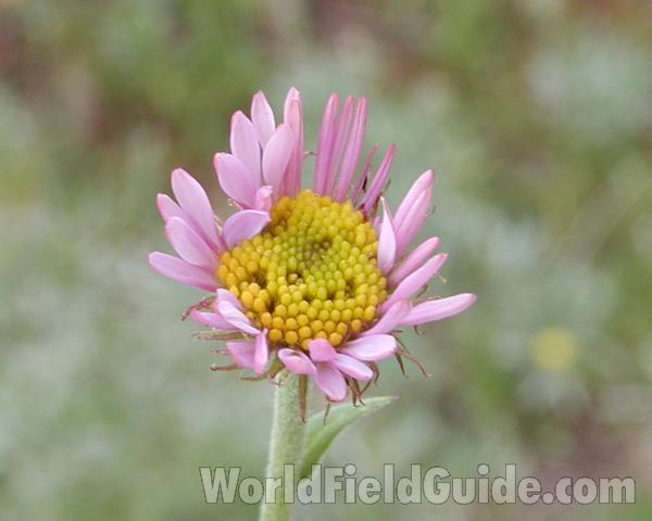 Young Flower<br>(Location of Picture: Tiffany, Washington, USA)