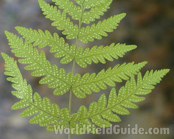 Frond - Underside View<br>(Location of Picture: Tiffany, Washington, USA)