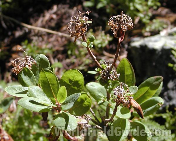 Post Bloom Flower and Leaves<br>(Location of Picture: Tiffany, Washington, USA)