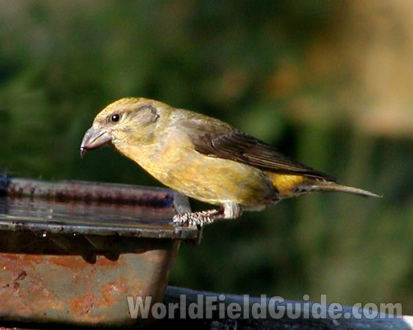 Close View At Water Dish<br>(Location of Picture: Neville, Washington, USA)