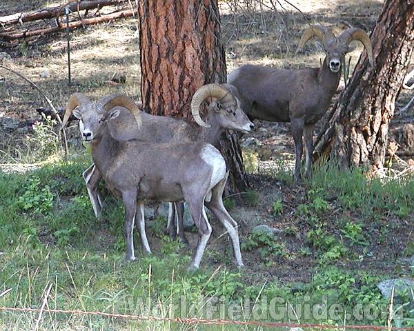 Three Rams - Alternate View<br>(Location of Picture: Chopaka, Washington, USA)