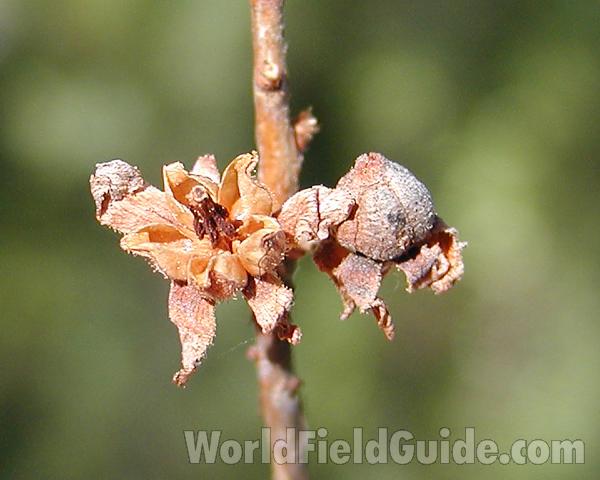 Seed Pod<br>(Location of Picture: Chopaka, Washington, USA)