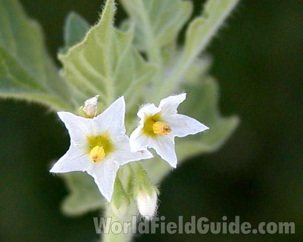 Flower - Front View<br>(Location of Picture: Okanogan, Washington, USA)