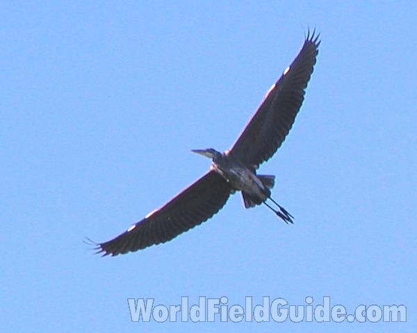 Flying - Underside View<br>(Location of Picture: Okanogan, Washington, USA, 2004)