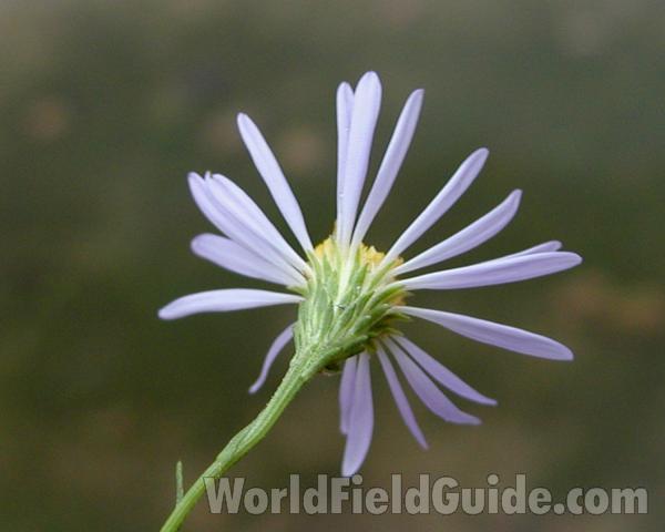 Flower - Back View<br>(Location of Picture: Okanogan, Washington, USA)