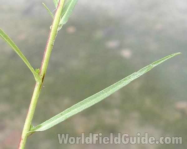 Leaf<br>(Location of Picture: Okanogan, Washington, USA)