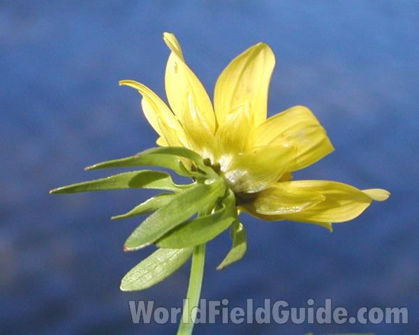 Flower - Back View<br>(Location of Picture: Okanogan, Washington, USA)