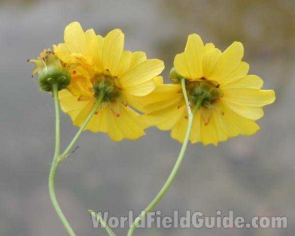 Flower - Rear View<br>(Location of Picture: Garden, Okanogan, Washington, USA)