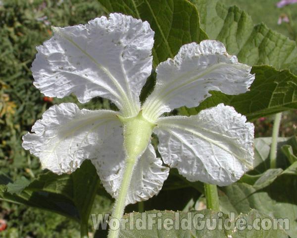 Flower - Back View<br>(Location of Picture: Garden, Okanogan, Washington, USA)
