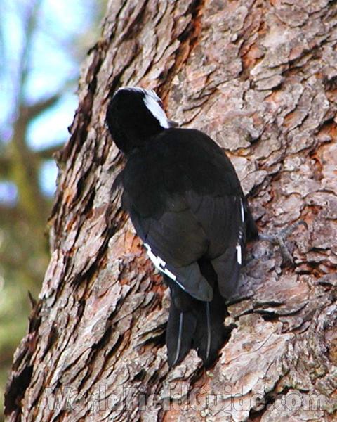 Dorsal View<br>(Location of Picture: Okanogan, Washington, USA)