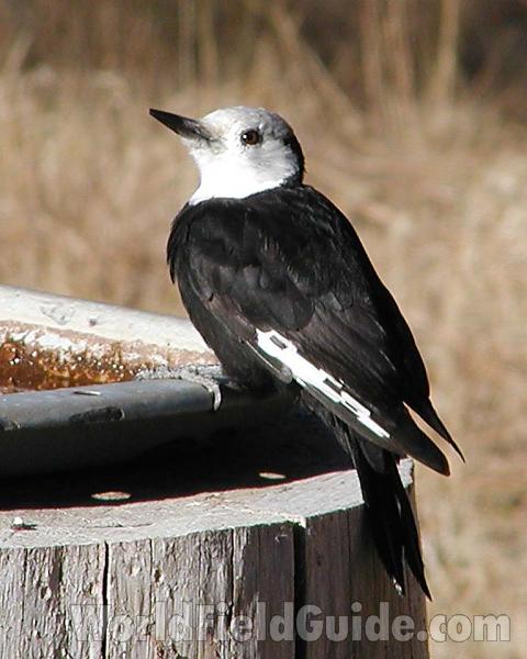 At Water - Side View<br>(Location of Picture: Okanogan, Washington, USA)