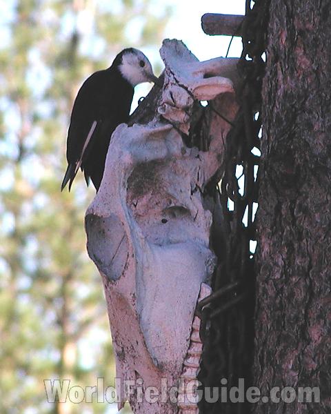 At Feeder - Female<br>(Location of Picture: Okanogan, Washington, USA)